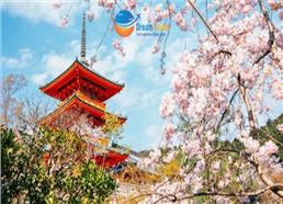 Tour Nhật Bản Mùa Hoa Anh Đào: Cung Đường Kyoto - Làng Chài Ine